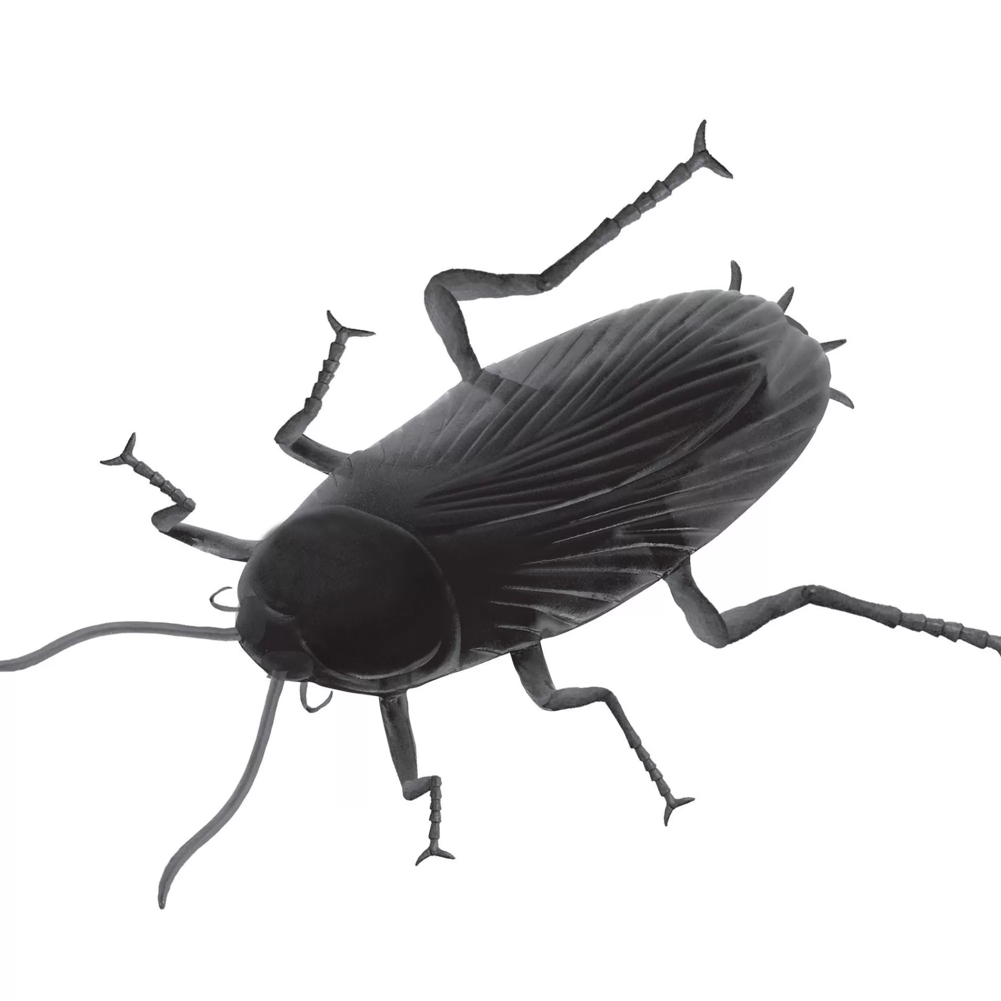 Party City Creatures | Black Cockroach