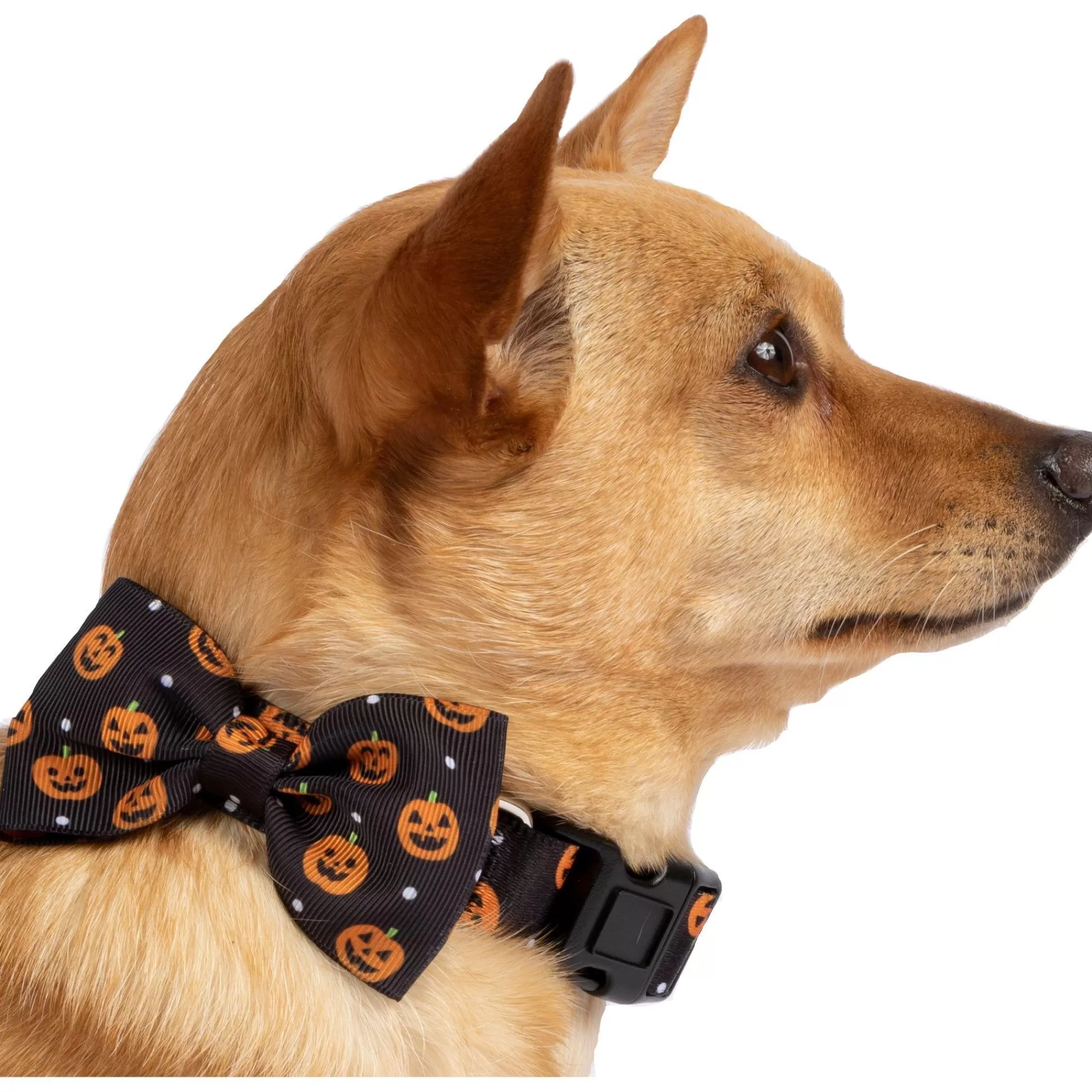 Party City Dog & Pet Costumes-Halloween Pumpkin Bow Tie Dog Collar