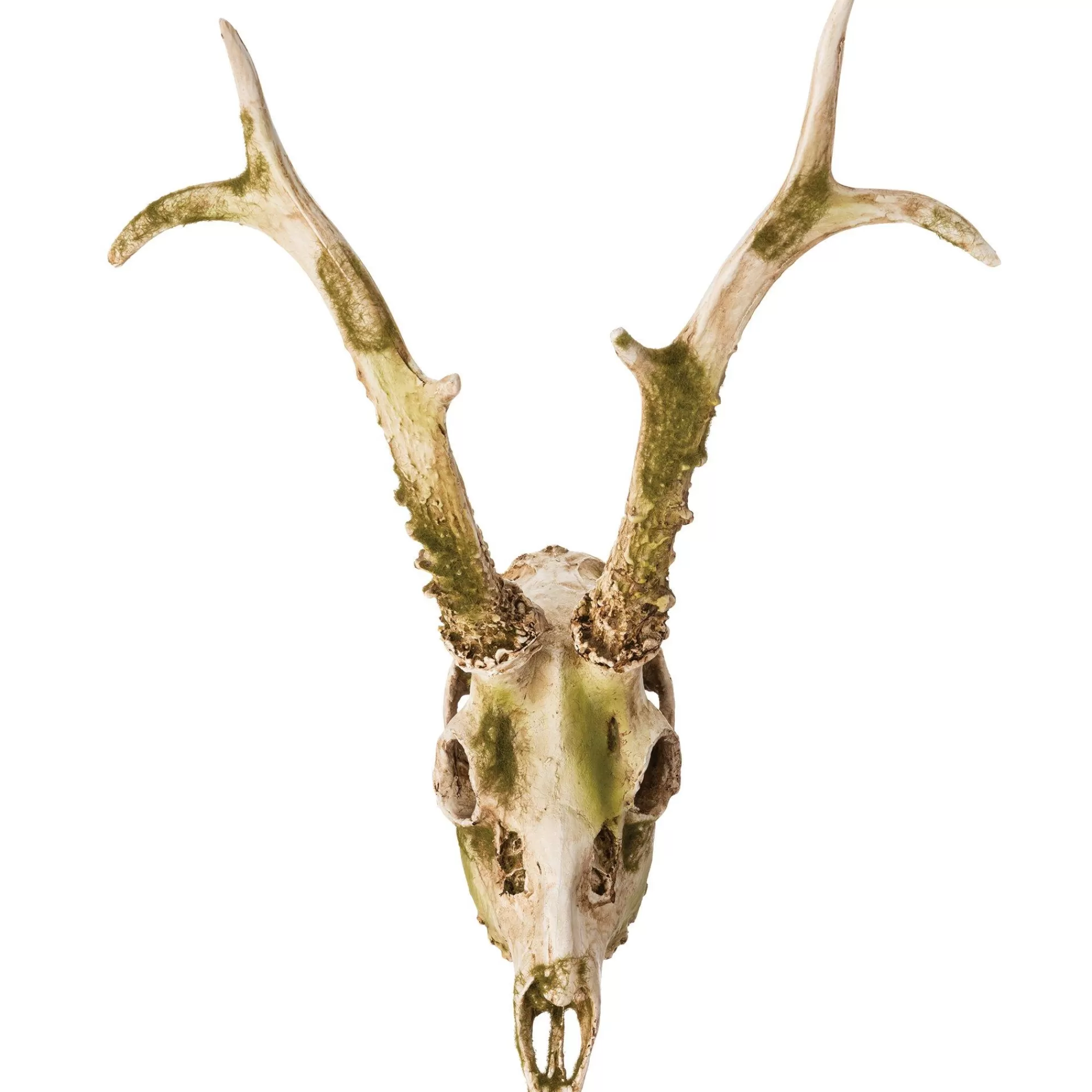 Party City Creatures | Mossy Deer Skull Resin Decoration, 11.6In X 13.2In
