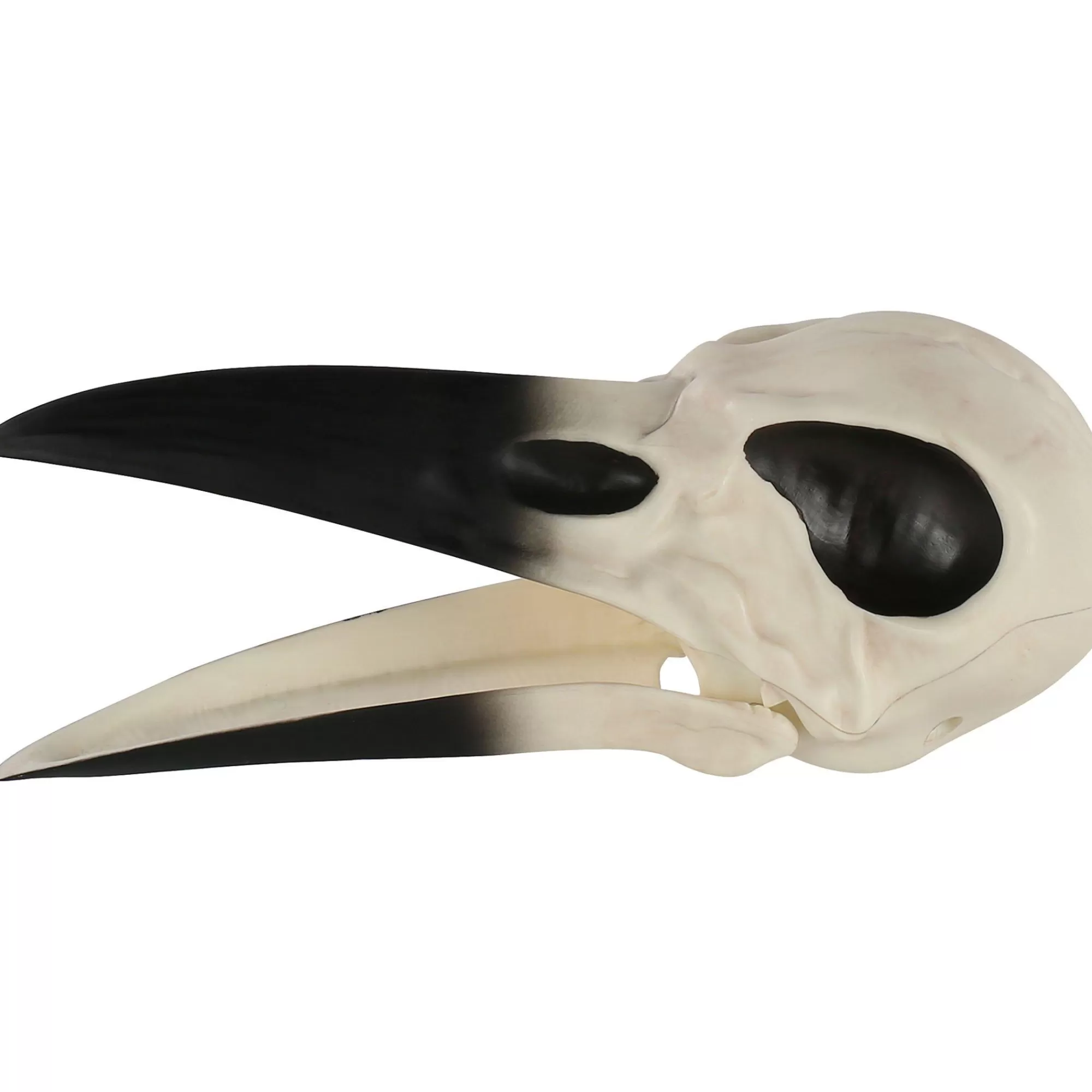 Party City Skeletons | Plastic Raven Skull, 3.5In X 8.75In