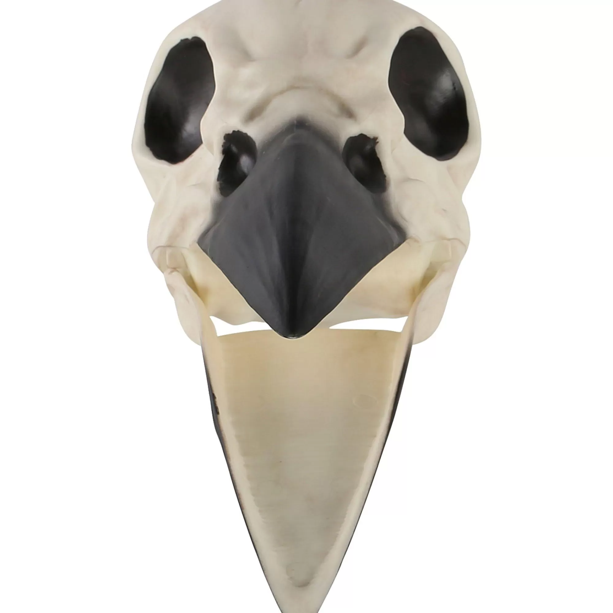 Party City Skeletons | Plastic Raven Skull, 3.5In X 8.75In