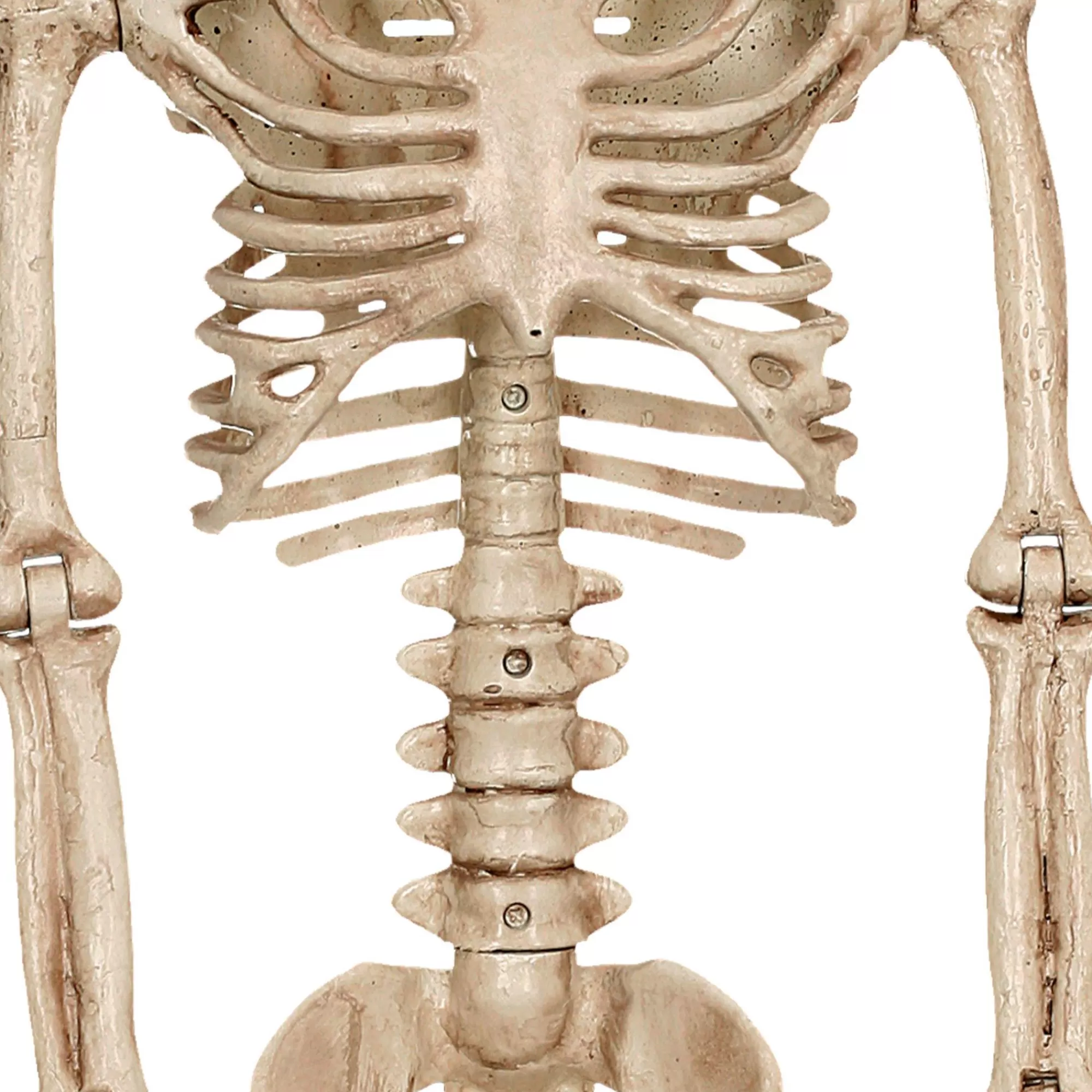 Party City Boneyard Glam | Realistic Hanging Skeleton, 3Ft - Halloween Decoration