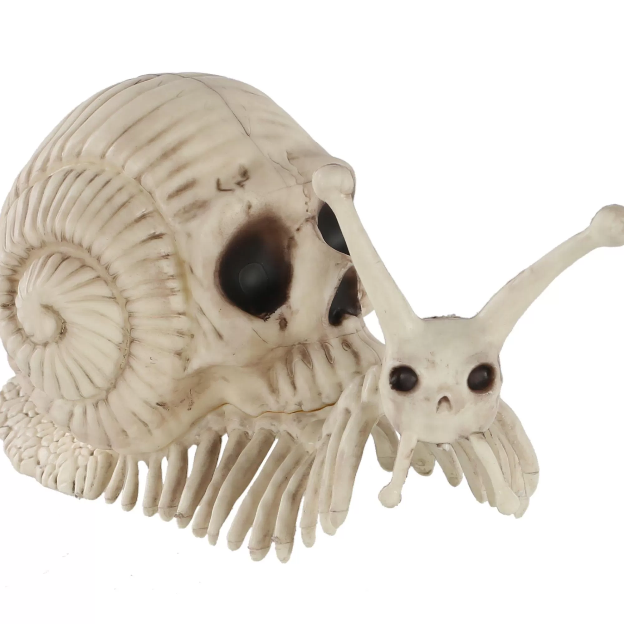 Party City Skeletons | Skull Shell Plastic Snail Skeleton, 3.9In X 8.6In